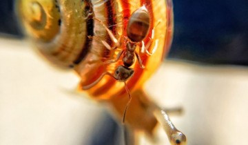 snail_cooperation-360x210
